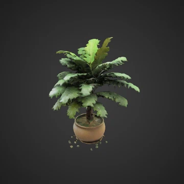Potted palm tree